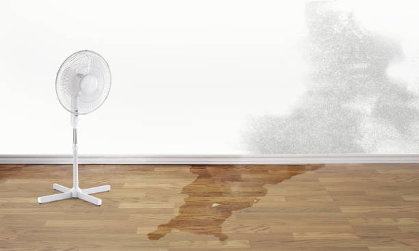 Best Professional water damage repair  in Willow Creek, CA